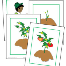 Seeds To Fruit Cards