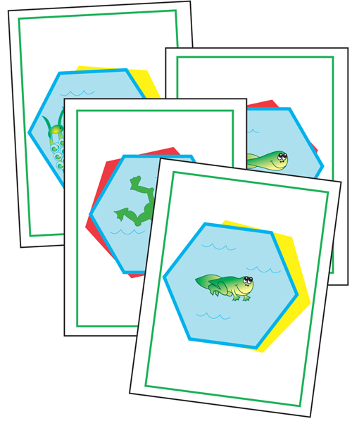 Frog Life Cycle Cards